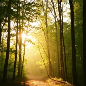 이슬에 젖은 숲의 아침 (Dew-Drenched Forest Morning)