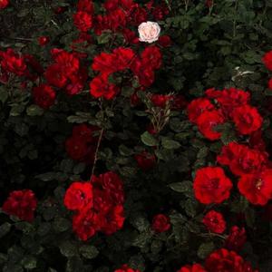 一千朵玫瑰的梦（prod.by.Kayzee）