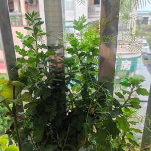 爱不是说我爱你 是风雨里把伞倾向你