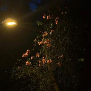 怪我爱上不该爱的人（伴奏）