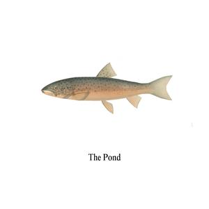 The Pond