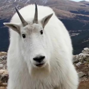 Wiz khalifa X kaycyy Type beat