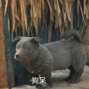 雷霆TRAP巴 （PORD BY XVIBE）