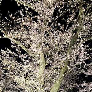 零桜