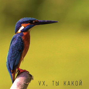 Ух, ты какой