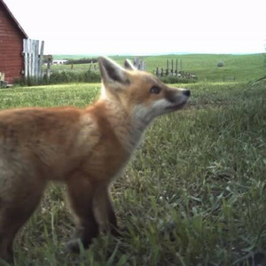 fox