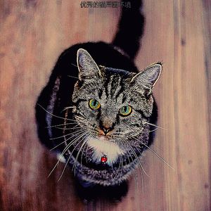 安静的猫声音