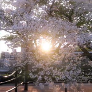 夏之庭 ～ Garden of Summer