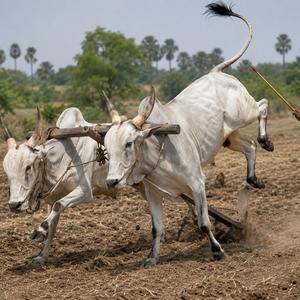 Bullocks