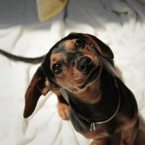 Dachshund