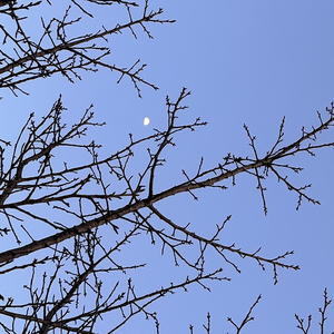 风又吹到了这片田野上 demo