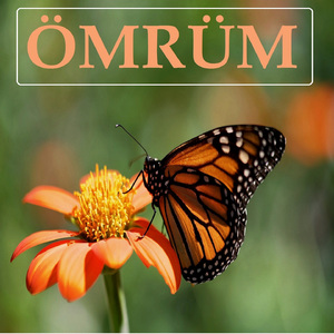 Fikrimin İnce Gülü