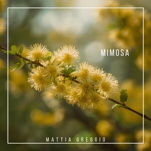 Mimosa