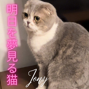 明日を夢見る猫