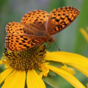 copy paste (feat. jaco pink)