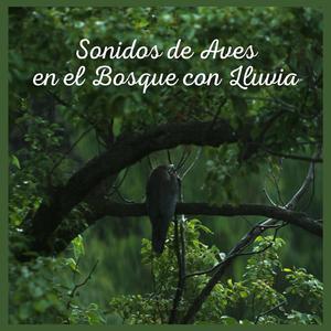 Sonidos de Aves en el Bosque con Lluvia (P89)