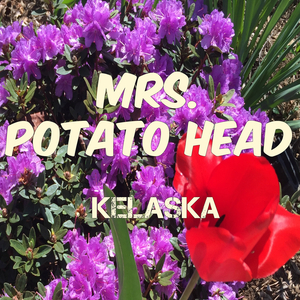 Mrs. Potato Head