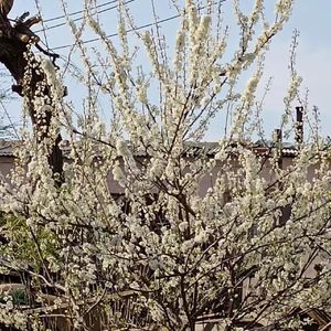 悔freestyle（prod.D3vastated）