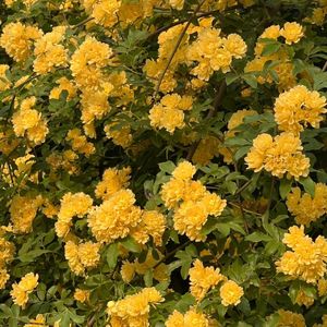 pt1（prod.Object肥皂）