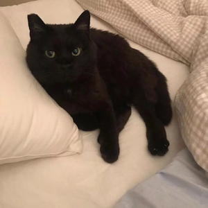 游吟诗人(女生版)