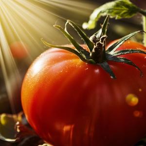 太陽パワーチャージ！ トマトで元気