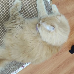 我有黄色小猫
