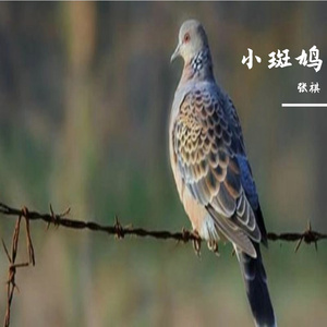 楼顶上的小斑鸠