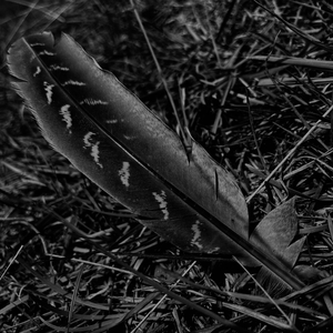 無垢の羽（cover）