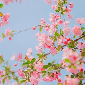 妩媚（古风纯音乐版）