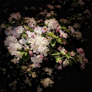 海棠花未眠