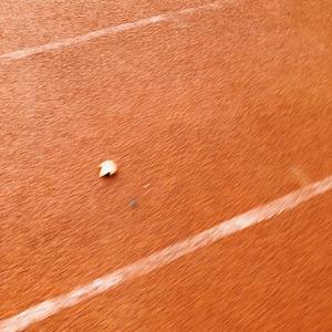 情歌（翻自 简弘亦）