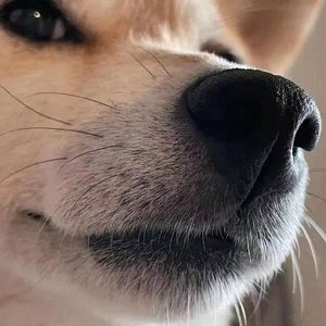 开摆