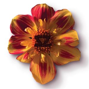 Happy Feelings (feat. Omar & Ana Tijoux)