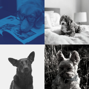 诗意的狗独自在家节奏