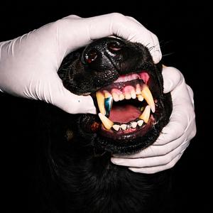 DOG INTRO