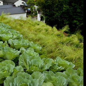 听话奥咱不起床