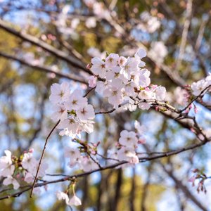 樱你心动mix3.wav