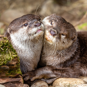 カワウソ・ウソじゃない・ポケット・ラブ