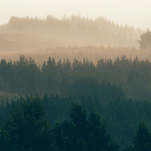 electric guitar plastic green