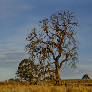 녹색 숲 침대위에서 수면