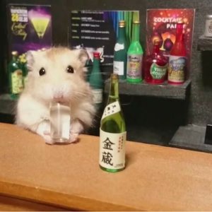 Hamster