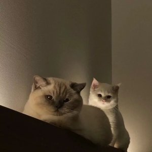 花花公子(元气江江)