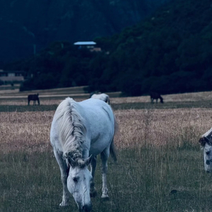 自由是灵魂的氧气