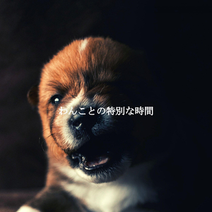 Calm Music for New Year Rejuvenations