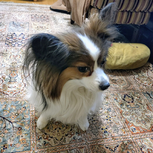 新しい靴 (feat. AKIKO)