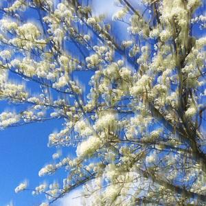 Paradijs Van De Geesten