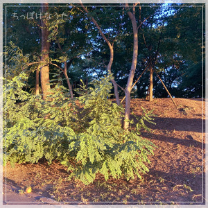 ちっぽけなうた