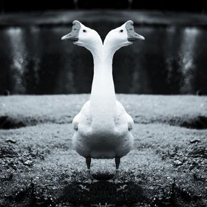 S'Läuft S'Geht S'Nice