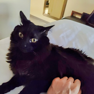 Swarm of hornets for the weasel