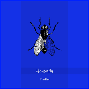 Housefly